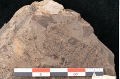 Foto (Detailansicht) von Plantae indet.  (NHMW-GEO-2024-0188-11551)